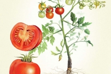 Plant-illustration-of-Tomato