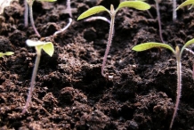 Seedlings-of-Tomato