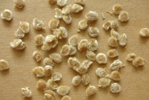 Seeds-of-Tomato