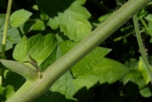 Stem-of-Tomato-plant