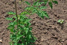 Tomato-plant
