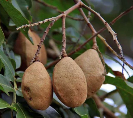 Mature-fruits-of-Tonka-Bean