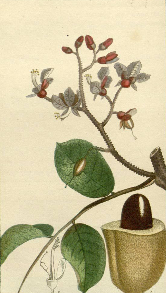 Plant-illustration-of-Tonka-Bean