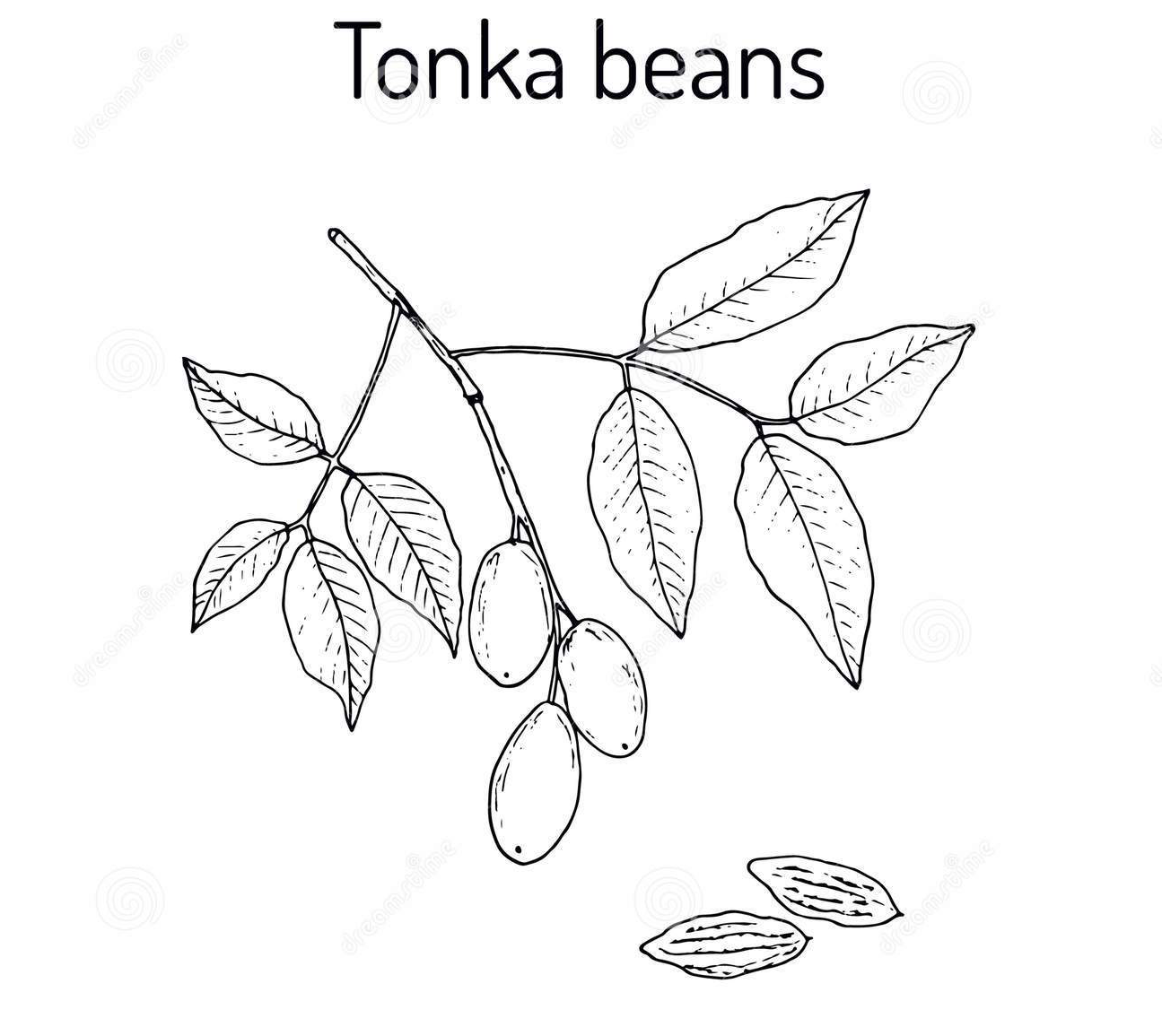 Sketch-of-Tonka-Bean
