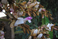 Flowers-of-Tonka-Bean