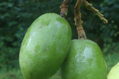 Immature-fruits-of-Tonka-Bean