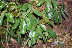 Leaves-of-Tonka-Bean