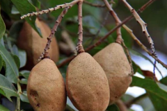 Mature-fruits-of-Tonka-Bean