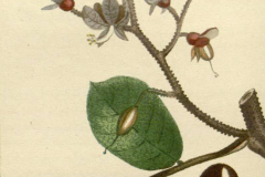 Plant-illustration-of-Tonka-Bean