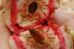Ripe-fruit-of-Tonka-Bean
