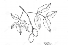 Sketch-of-Tonka-Bean