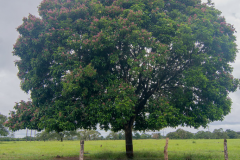 Tonka-Bean-Tree