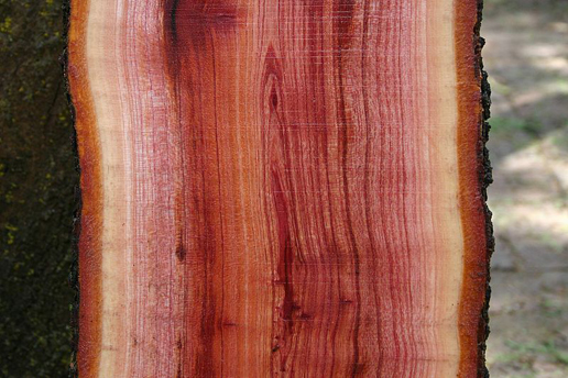 Freshly-cut-wood-of-Toon-tree