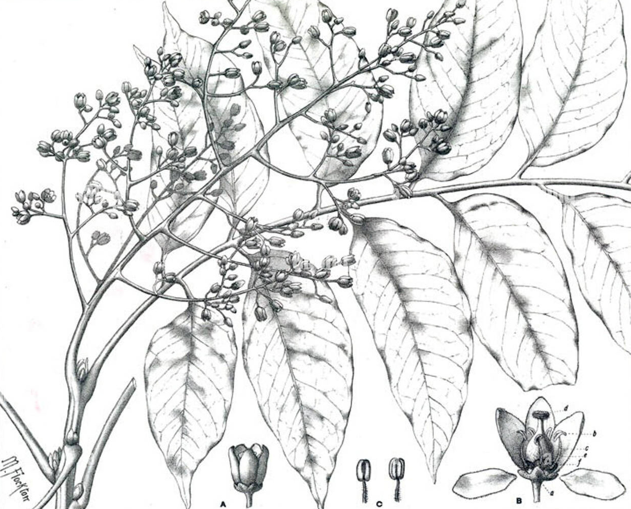 Plant-Illustration-of-Toon-tree