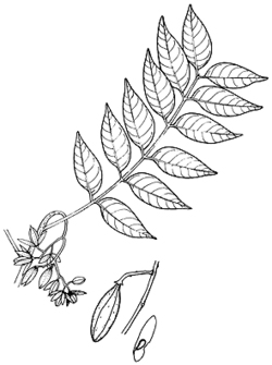Sketch-of-Toon-tree