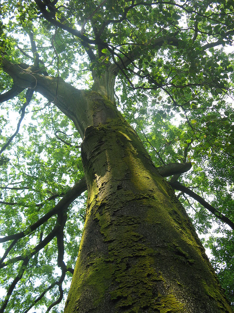 Toon-Tree