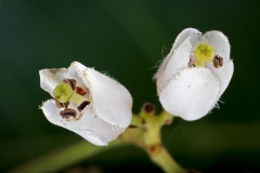 Closer-view-of-flower-of-Toon-tree