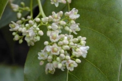 Flowers-of-Toon-tree