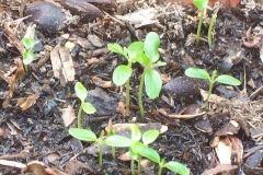 Germinating-Toon-plants
