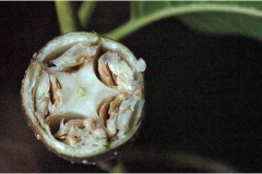 Half-cut-Toon-tree-Fruits