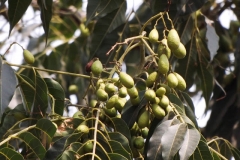 Immature-fruits-of-Toon-tree