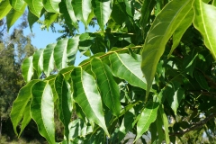 Leaves-of-Toon-tree