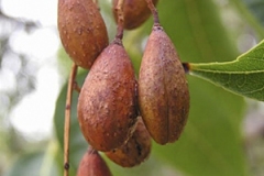 Mature-fruits-of-Toon-tree