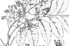 Plant-Illustration-of-Toon-tree