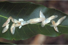 Seeds-of-Toon-tree