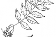Sketch-of-Toon-tree