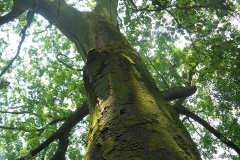 Toon-Tree
