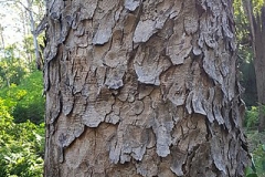 Trunk-of-Toon-tree