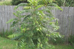 Young-Toon-tree