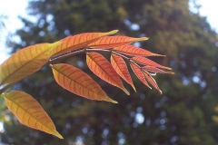 Young-leaves-of-Toon-tree