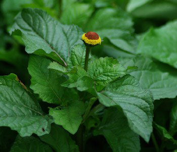Leaves-of-Toothache-plant