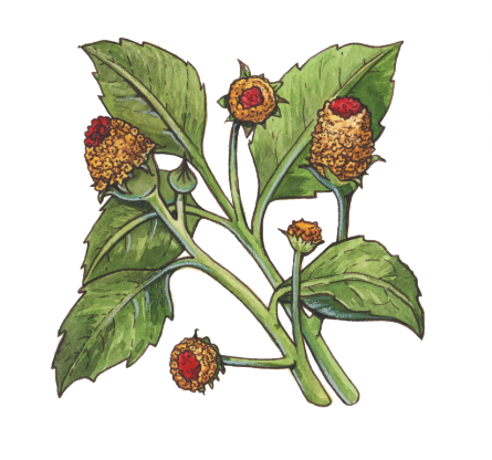 Plant-Illustration-of-Toothache-plant
