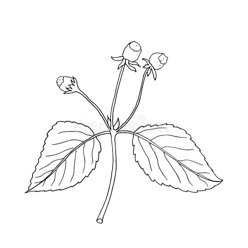 Sketch-of-Toothache-plant