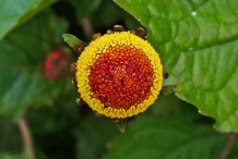 Closer-view-of-Flower