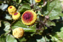 Flower-of-Toothache-Plant