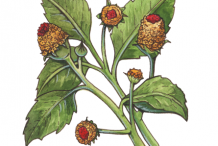 Plant-Illustration-of-Toothache-plant