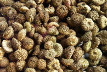 Seeds-of-Toothache-plant