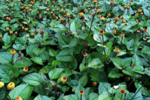 Toothache-plant-growing-wild