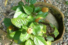 Toothache-plant-growing-on-pot
