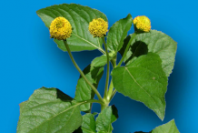 Toothache-plant