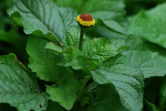 Leaves-of-Toothache-plant