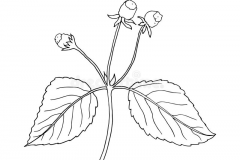 Sketch-of-Toothache-plant