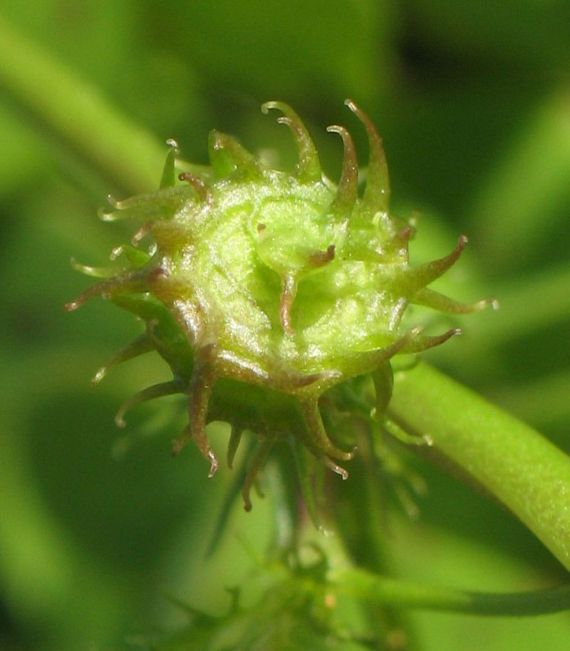 Closer-view-of-immature-fruit-of-Toothed-Bur-Clover