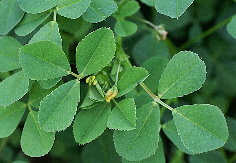 Leaves-of-Toothed-Bur-Clover