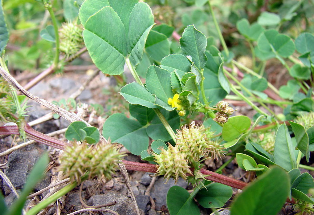 Toothed-Bur-Clover-Fruits-on-the-plant