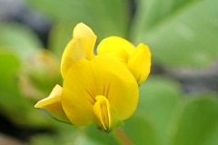 Closer-view-of-Flowers-of-Toothed-Bur-Clover